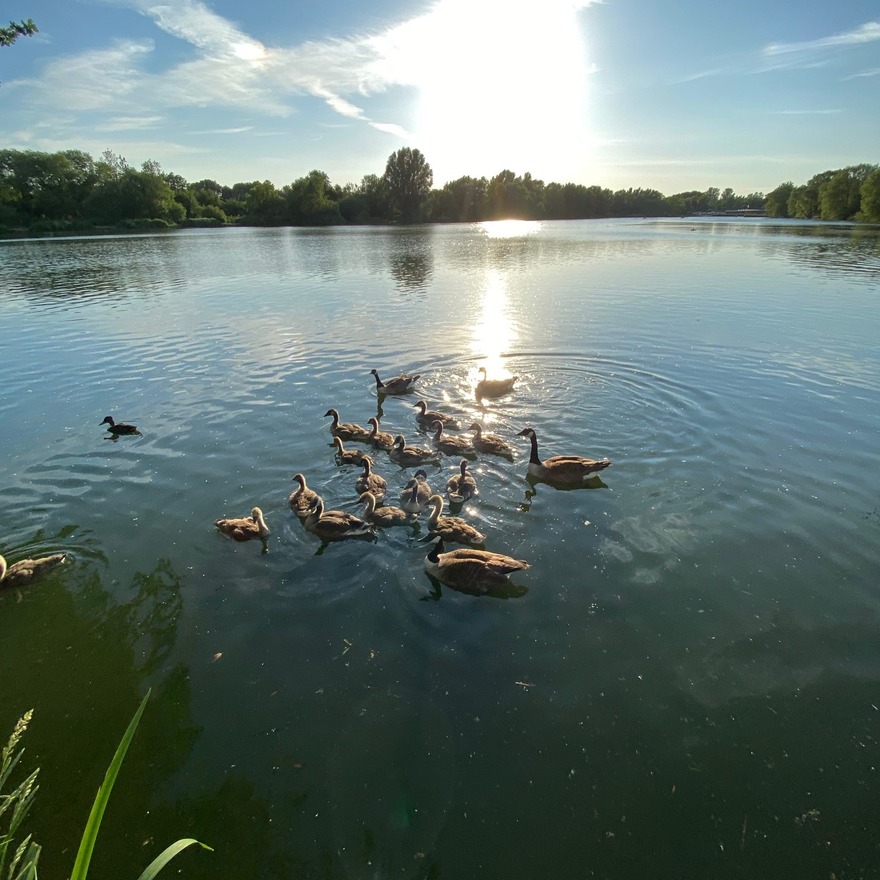 Stanborough Park - Canada Geese